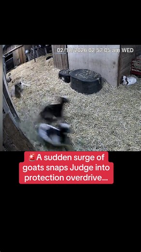 Guardian Dog Protects Goats from Coyotes