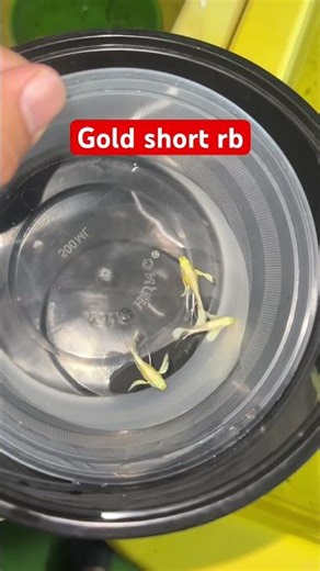 Bảy màu full gold short ribbon trống #anhnuoica #cabaymau #guppy