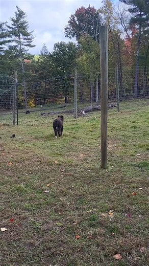 Tara | This girl is the reason I delayed the yaks' breeding season this year. I figured as far North as we are, calving in the summer wouldn't be... | Instagram