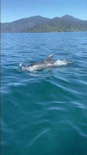 Inside a Predator-Free Island Sanctuary in the Marlborough Sounds