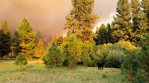 20K views · 40 reactions | Central Oregon Daily News on Reels | Facebook