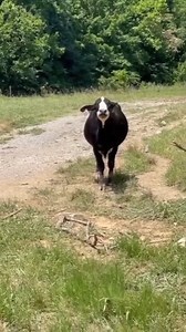Hilarious pets moment 🤣🤣😂 this is so funny 🤣 watch until the end guys 🥰 | Paranormal Reels