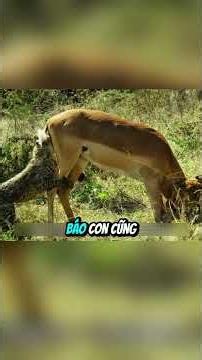 Hành Trình Trưởng Thành Của Thợ Săn Nhỏ.