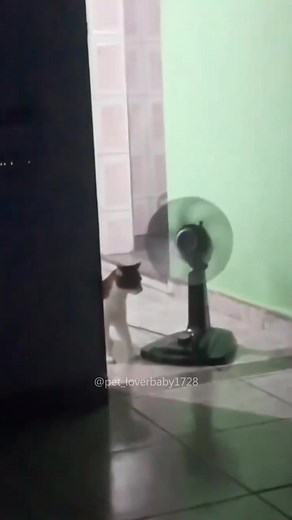 Silly Cats 💥 Funny Moments and Hilarious Videos on TikTok