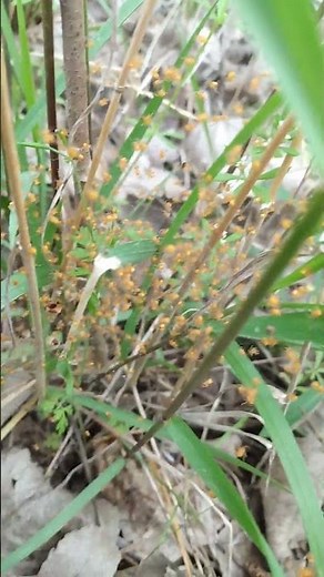 WARNING ARACHNOPHOBIA TRIGGER!!! What species of orange spiders would these be?