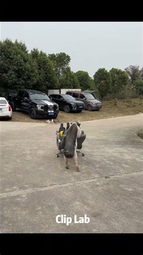 Robot Bullied by Pig! 🤖💢