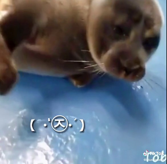 Adorable Baikal Seal Gets Pet Without Any Tickles