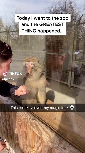 Monkeys Reacting to Magic Tricks | Amazing Response Caught on Camera
