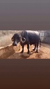 👤 માલીકના નંબર 91578 13032 | ભેસ જાહેરાત