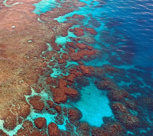 Volunteer marine biologists dive into reef conservation