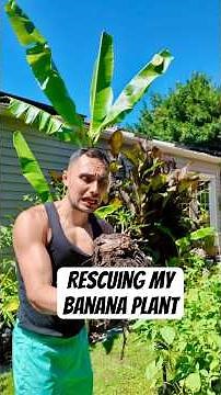 You can bring your banana plant back from the DEAD
