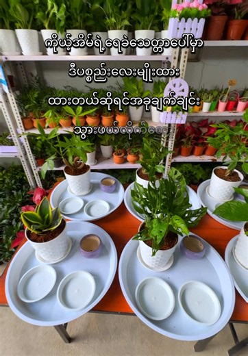 🥰ရေခဲသေတ္တာပေါ်တင်ဖို့ feng shui အရ ရှင်သန်ခြင်း ငွေဝင်ခြင်း စားစရာပေါ်များခြင်းကို ကိုယ်စားပြုတဲ့ set လေးတွေ ပြန်ရောက်ထားပါပြီရှင့် 🌿 ပါဝင်ပစ္စည်းတစ်ခုချင်းရဲ့ အဓိပ္ပါယ် 🌱 အပင်အစိမ်း (Live plant) အသက်ရှင်မှု၊ တိုးတက်မှု၊ အောင်မြင်မှုကို ကိုယ်စားပြုတယ်အိမ်တွင်း positive energy ကောင်းစေတယ် 💰 ပိုက်ဆံ ၉ရွက် ၉ ဆိုတာ feng shui မှာ “ပြည့်စုံခြင်း၊ ကြီးပွားခြင်း” ကို ဆိုလိုတယ်ငွေကြေးလာဘ်လာစေမယ်လို့ ယုံကြည်ကြတယ် 🍚 ဆန် အစာအာဟာရ၊ ပြည့်စုံကြွယ်ဝတဲ့ဘဝ (abundance) ကို ကိုယ်စားပြုတယ် 🧂 ဆား မကောင်းတဲ့ en