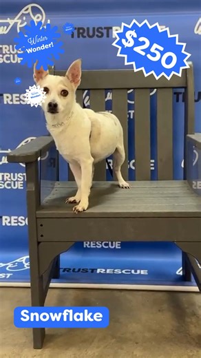Winters can be cold and harsh. That's why at TrustRescue, we are making it exceptionally easy to find and adopt the perfect cuddly buddy with our Winter Wonder Specials. Here are our current Specials fidos: Chicharoon Snowflake Chanel Posie Charm Errol While the temperatures are dropping, these sweet pups are just looking for a cozy spot on your rug (and in your heart❤️). To help them find their perfect match this season, TrustRescue is thrilled to announce a Winter Wonder Special: ⭐All dogs are