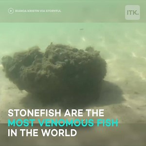 An Aussie beachgoer in Australia spotted a stonefish, which is the most venomous fish in the world! 🐟😨 | Yahoo News Australia