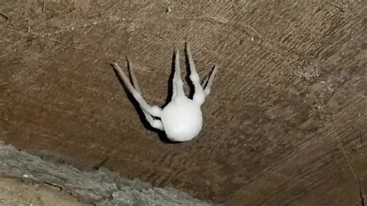 Infected 'zombie' spiders never seen before are invading US homes