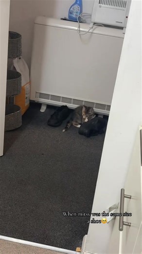 I miss her being this small 🥺#kitten #adorable #whitesocks