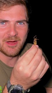 5.2K views · 85 reactions | Predators of the shallows. Insects have...