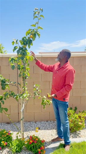 In Less Than a Year, My Pear Tree Is Giving Me Juicy Fruit. I Encourage You To Grow Some of Your Fruit and Vegetables At Home | Build Up Nigeria