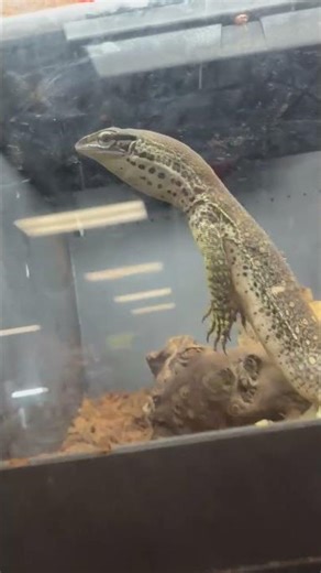 big boi