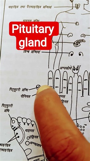 pituitary gland#pituitary gland secretion by glands