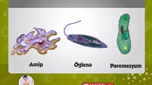 Reproduction by Dividing