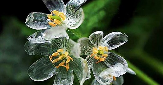 Skeleton Flower: A Complete Guide on How to Grow and Care for It