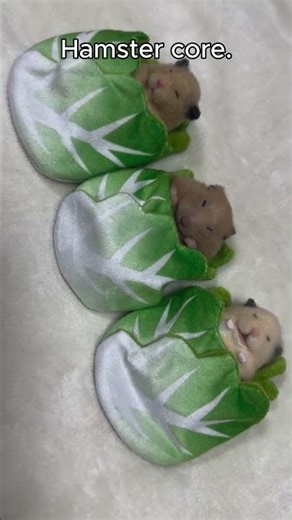 Funny hamster 🐹🤣 #funny #funnypets #hamsters