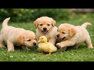 Cute Puppy Family Playing on Green Grass 🐾🐶 | Relaxing Dog Barking Sounds | Cute Dog Sounds