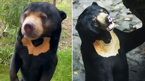 UK wildlife park shares 'natural behaviour' of sun bear standing on hind legs
