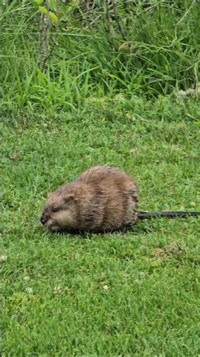 MUSKRAT on a golf course! #muskrat #wildlife #nature #rodents