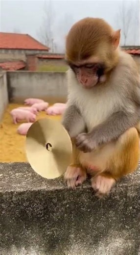 When a Monkey Uses Cymbals as an Alarm! 🤣 Wake Up Call Like No Other