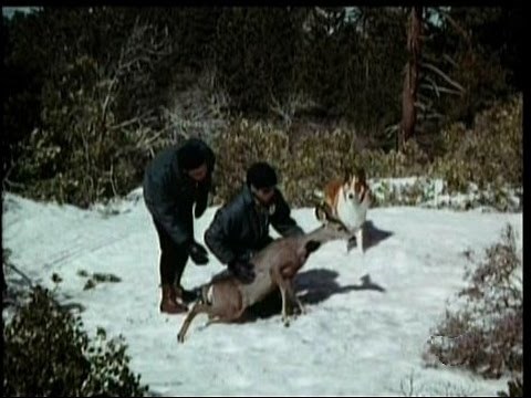 Lassie - Episode #514 - “The Chase” – Season 16, Ep. 11 - 12/14/1969