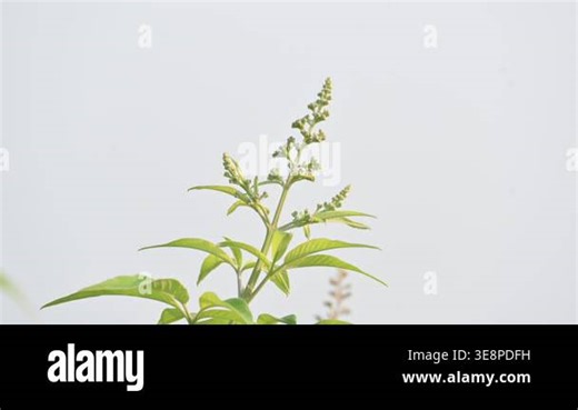 Vitex negundo plant flower. Its other name Chinese chaste tree,five-leaved chaste tree,horseshoe vitex, nisinda and Nirgundi. It is a large aromatic shrub. It is an Ayurvedic medicine Stock Video Footage - Alamy