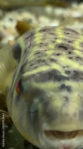 Fahaka puffer fish lies on the bottom of the aquarium and slowly moves its mouth inhaling oxygen. Tropical colorful freshwater fish in an aquarium.