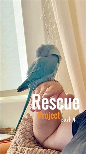 Ciela Update • Rescue Project • pt 4 #rescueparrot #engagednotcaged
