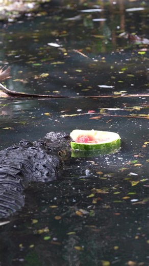 The unofficial end of summer, brought to you by Fred the American alligator 🍉 ☀️. | Palm Beach Zoo