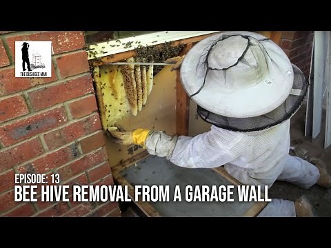 Bee Hive Removal from a Garage Wall - The Bush Bee Man