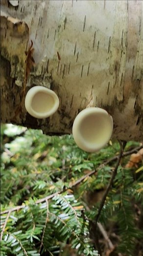 Birch Polypore (Fomitopsis betulina), a common bracket fungus grows on birch trees