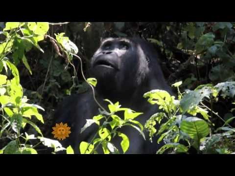Eastern Lowland Gorillas