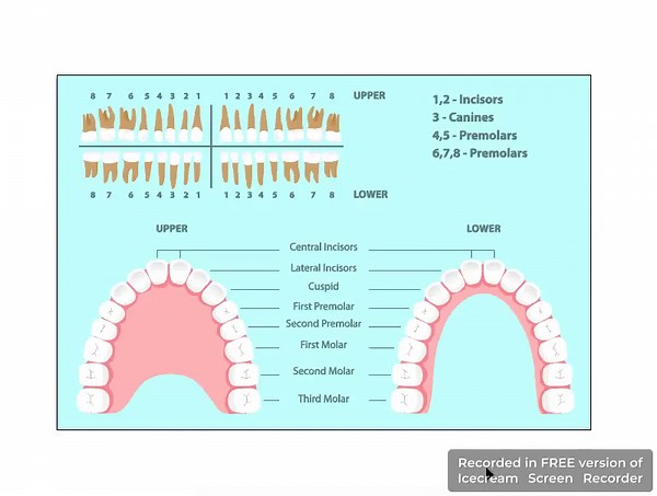 Dental Diagram With Tooth Names and Numbering System. Human Permanent Teeth Anatomy Chart Vector. Jpg/png/svg/eps/ai/webm - Etsy Canada