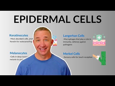 Understanding the Key Skin Cells: Keratinocytes, Melanocytes & More