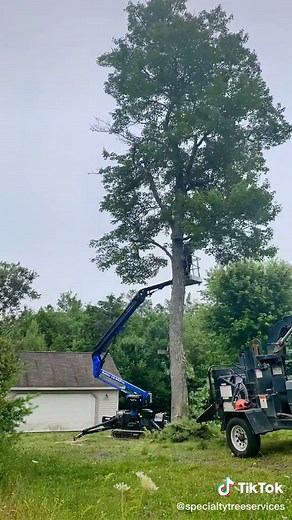 Pine and Maple tree removal in Sackville. Call 902-818-1854 for a quote. #specialtytreeservices #hrm #easthants #halifaxtreeremoval #halifaxtree #treework #arborist #novascotia #treelife #heights #treetemovaltimelapse #treeremovalservice #treeremoval #arboristlife #outdoorjobs