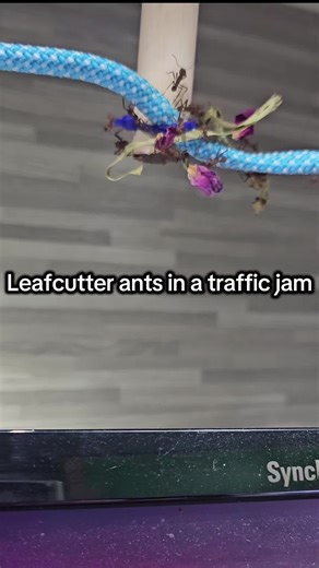 Leafcutter Ants in a New Year Traffic Jam