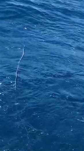 Cool marlin eat on fly