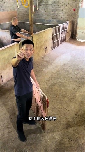 Catching Pig in a Cage Goes Wrong 😳 | For Education Only