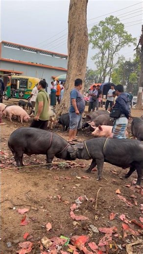 Cute baby pigs 🐗 #pig #inbersibanivlogs #trending #short #tripura #farming