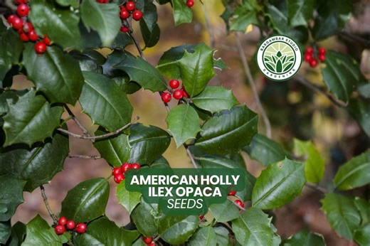 10 American Holly Seeds Ilex Opaca Evergreen Tree Seeds - Etsy
