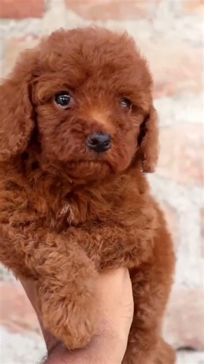 Dark Toy poodle puppy on Sale #toypoodle #puppy #poodles