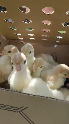 529K views · 10K reactions | Can’t wait to raise these new turkeys we picked up! #turkeys #raisinganimals #cute | White House on the Hill | Facebook