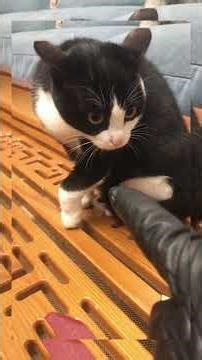 “Too Cute to Handle but So Naughty!” #PetLove #catlife #catshorts #funnycats #animallife #pets